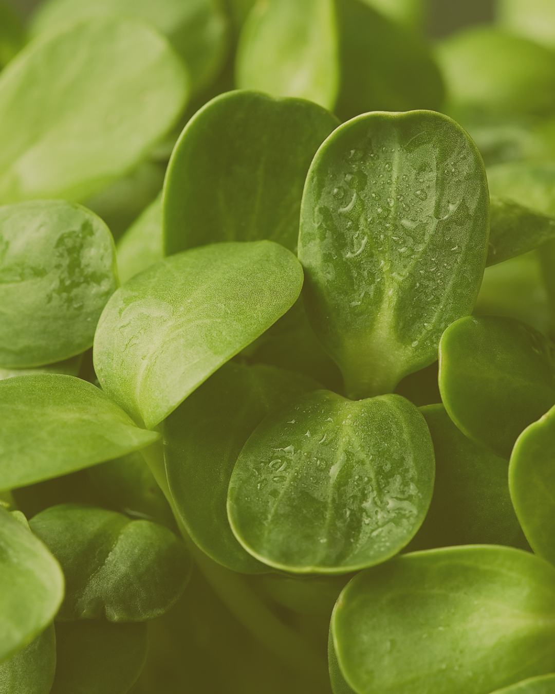 Micro Super Greens: Get to Know the Skincare Game Changer